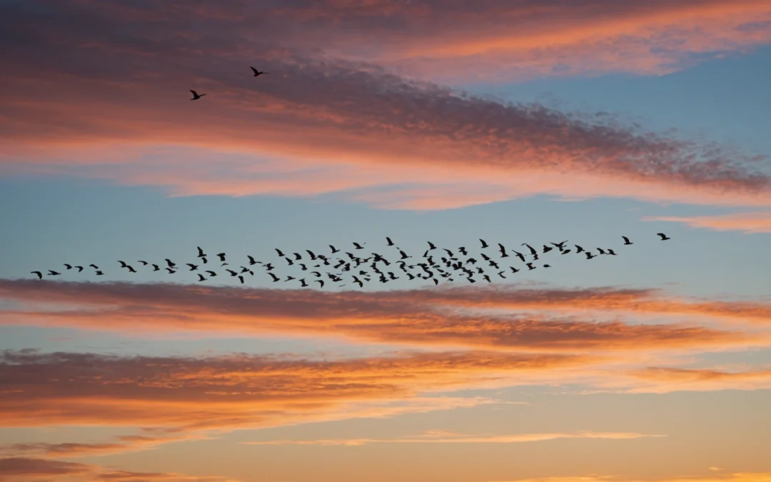 vol d'oiseau en groupe signification spirituelle