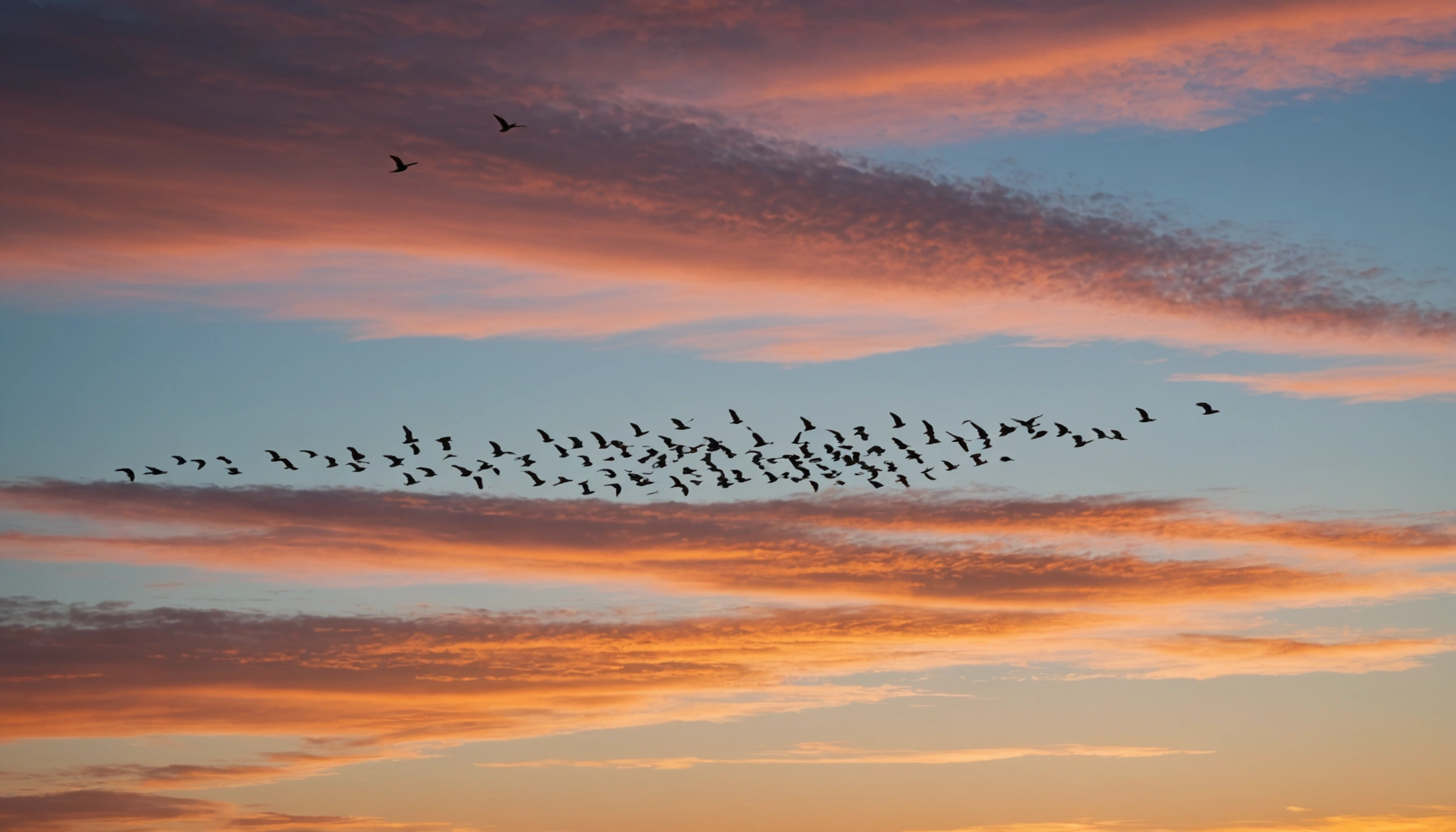 Vol D'oiseau En Groupe Signification Spirituelle Le vol d'oiseau en groupe : signification spirituelle